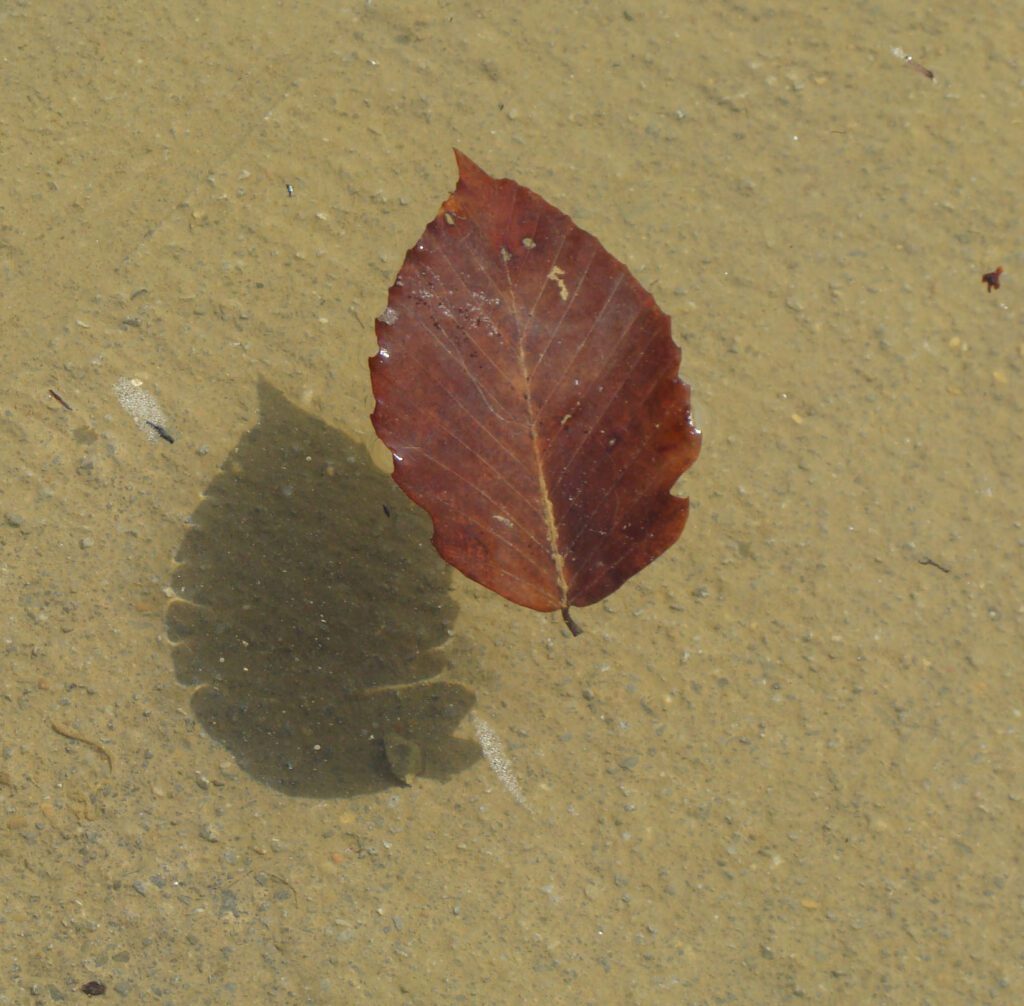 Leaf Floating in Water