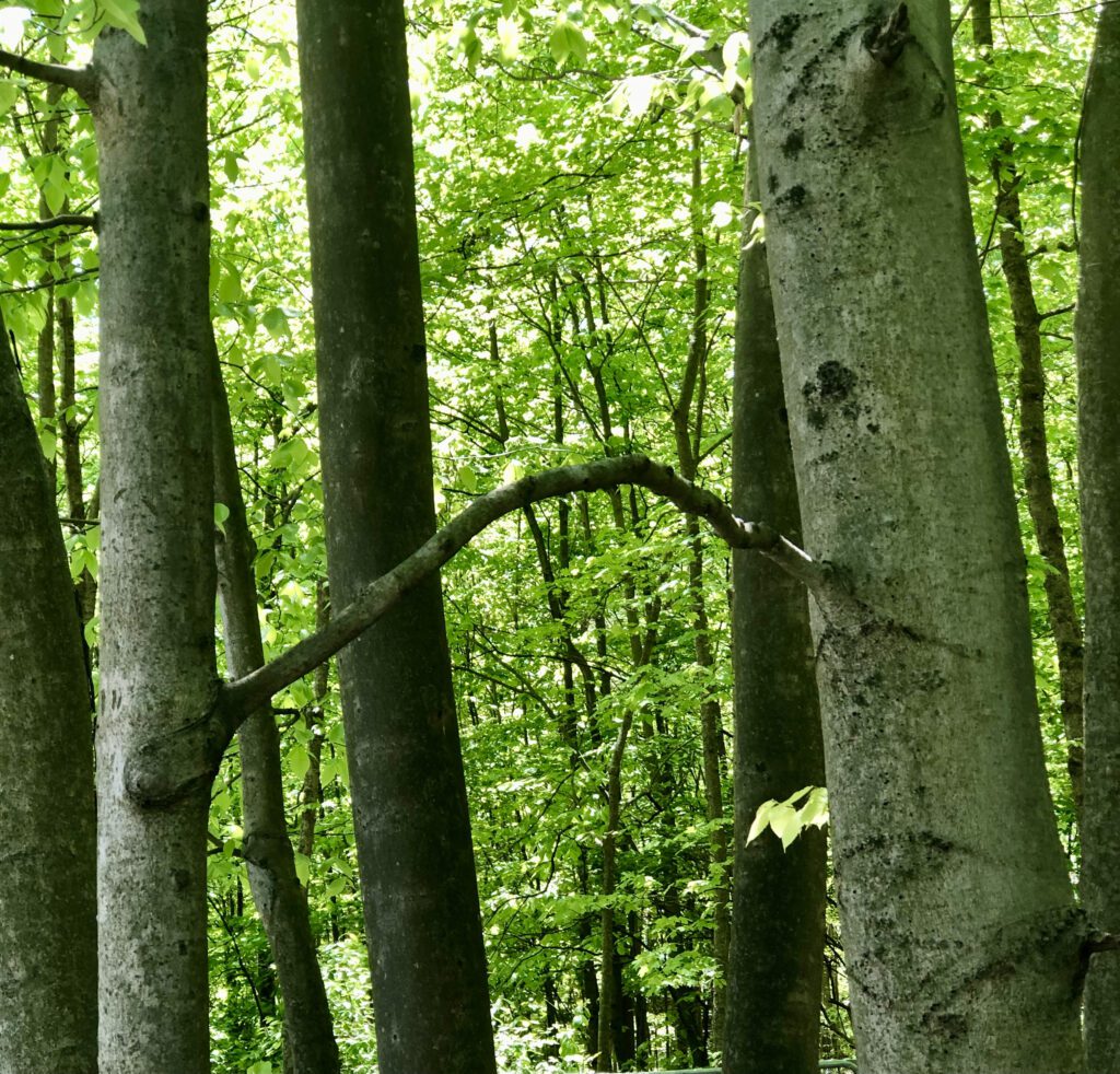 Trees connected by branch