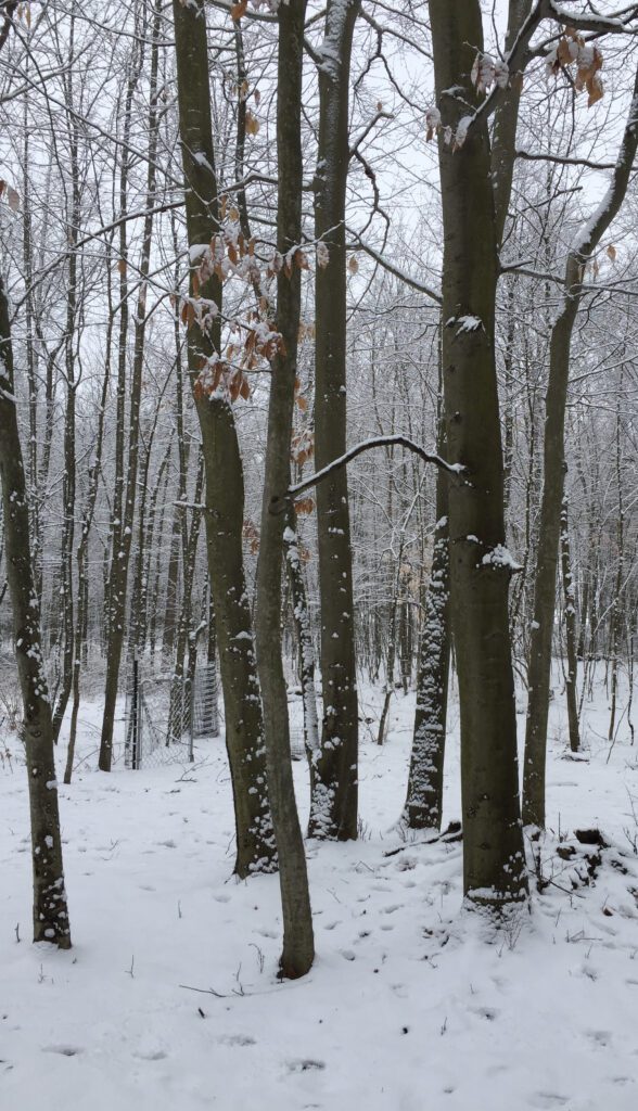 Snowy Woodland with Nature finding balance throughout the seasons