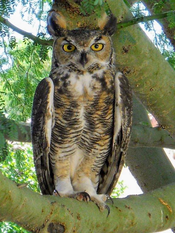 Wise owl with yellow eyes shares wisdom in silence