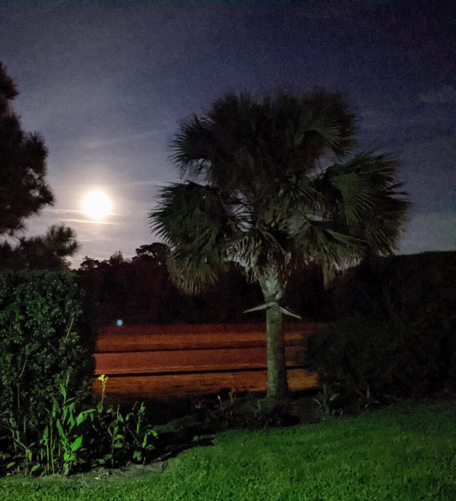 Palm tree and moon