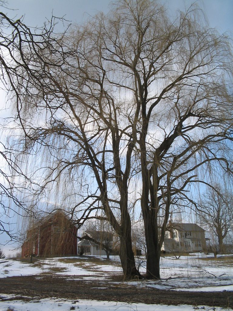Winter tree Hudson Valley