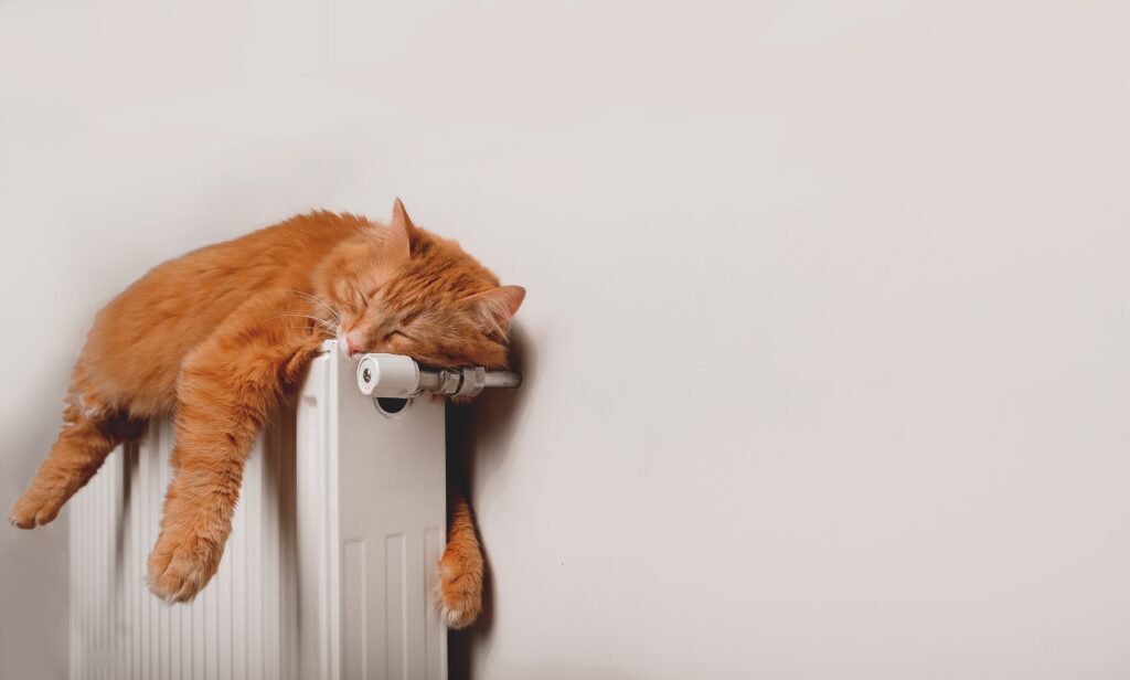 Relaxing cat on radiator