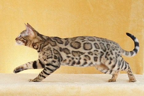 Domesticated Bengal cat
