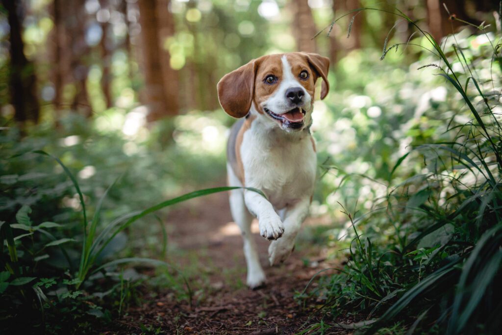 A beagle running in woods.  Life as it is.
