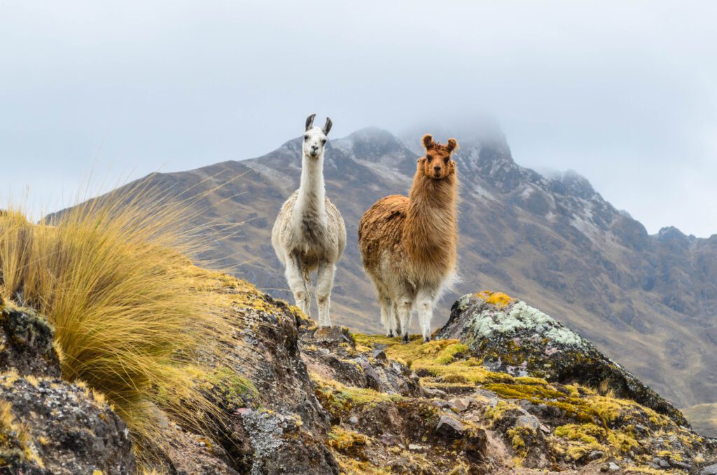 Two llamas in Andes