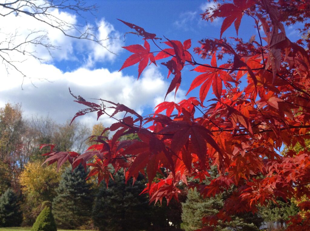 Red maple leaves against blue sky
