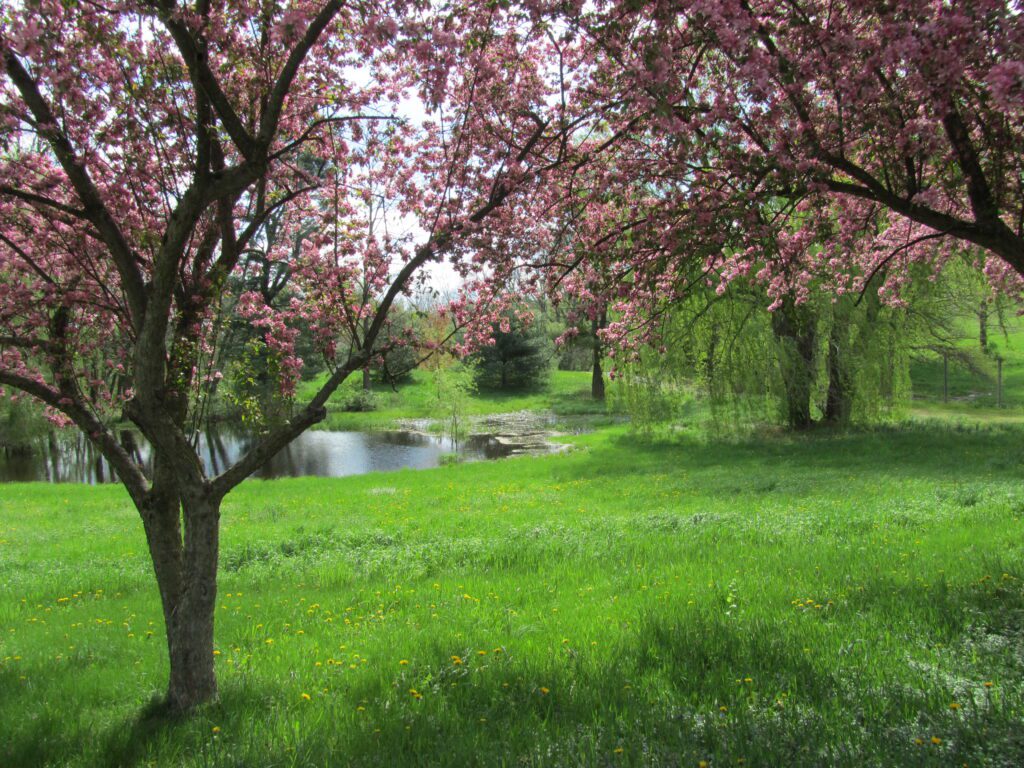 Spring blossoms in New York inspire hope
