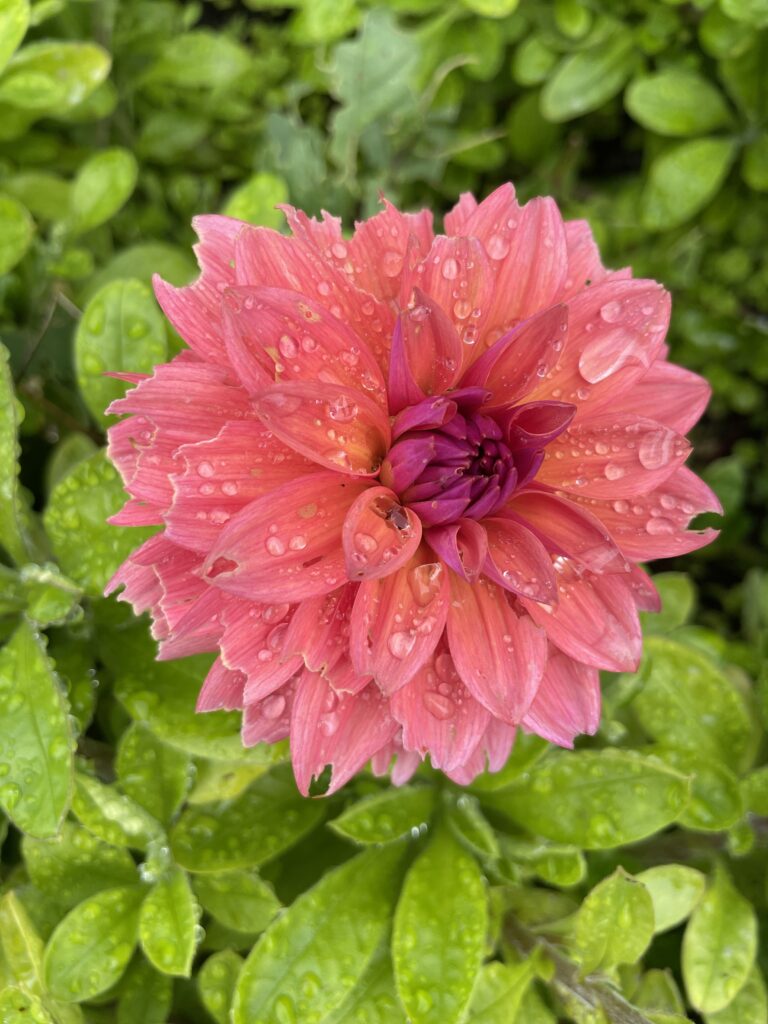 Pink flower with raindrops