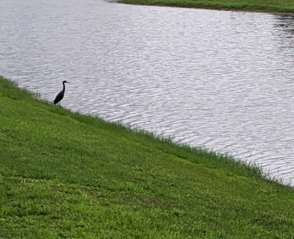 Heron on grass by waterside