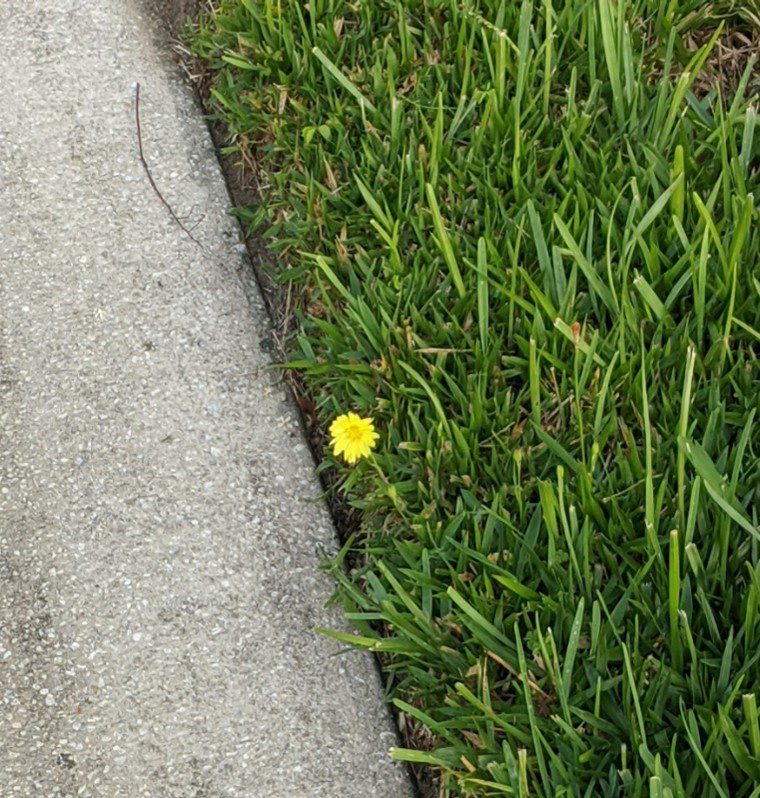 Single yellow flower by sidewalk
