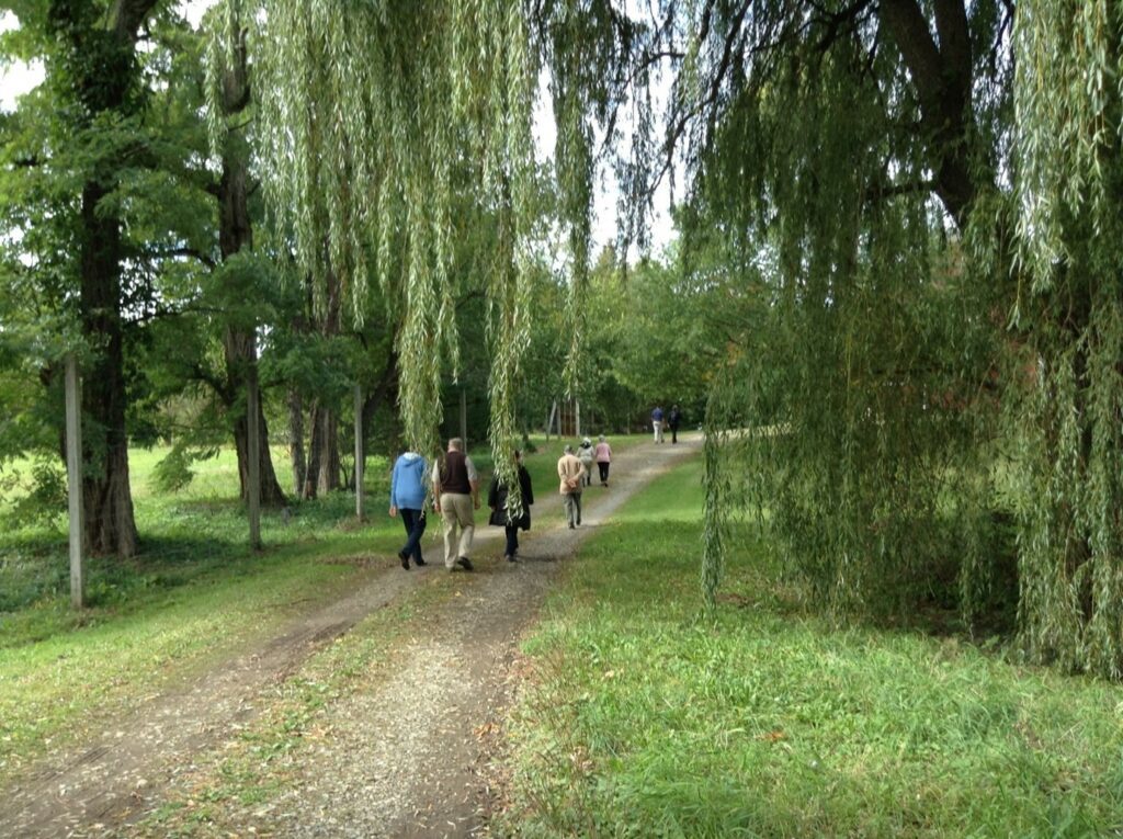 Folks walking in meditation  under weeping willows
