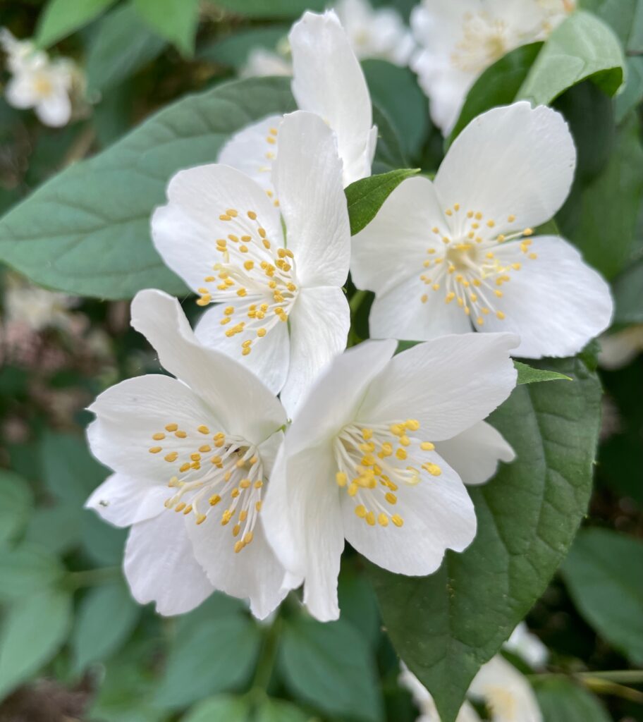 A photo of four white fruit blossoms