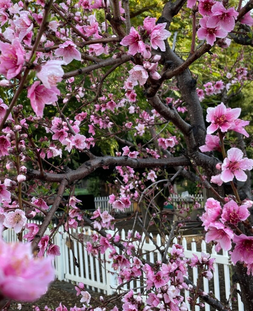 Blooming pink flowers on tree branches show the beauty of nature
