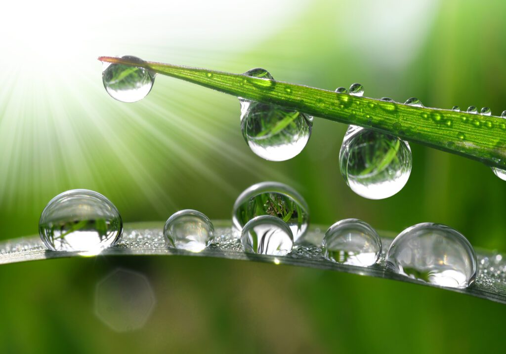 Visualizing the evaporation of dewdrops helps us deepen into the fleeting nature of life.
